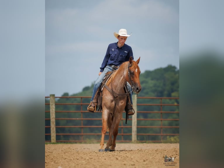 Caballo cuarto de milla Caballo castrado 5 años Ruano alazán in Auburn