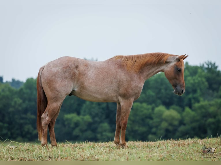 Caballo cuarto de milla Caballo castrado 5 años Ruano alazán in Auburn