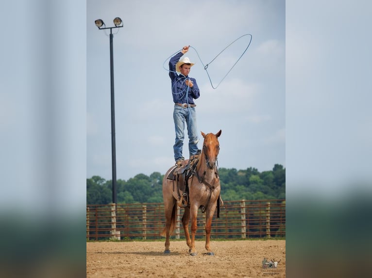 Caballo cuarto de milla Caballo castrado 5 años Ruano alazán in Auburn
