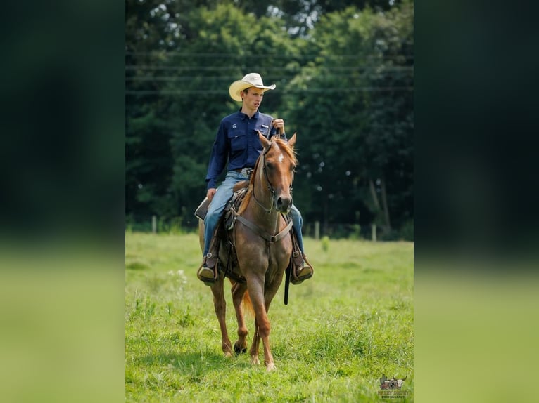 Caballo cuarto de milla Caballo castrado 5 años Ruano alazán in Auburn