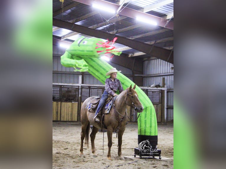 Caballo cuarto de milla Caballo castrado 5 años Ruano alazán in Cody