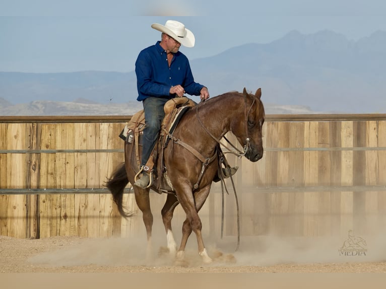 Caballo cuarto de milla Caballo castrado 5 años Ruano alazán in Cave Creek