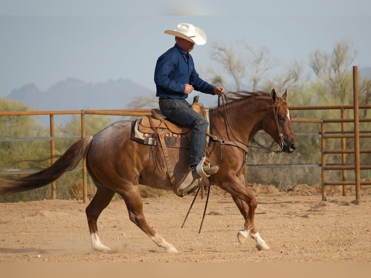 Caballo cuarto de milla Caballo castrado 5 años Ruano alazán in Cave Creek