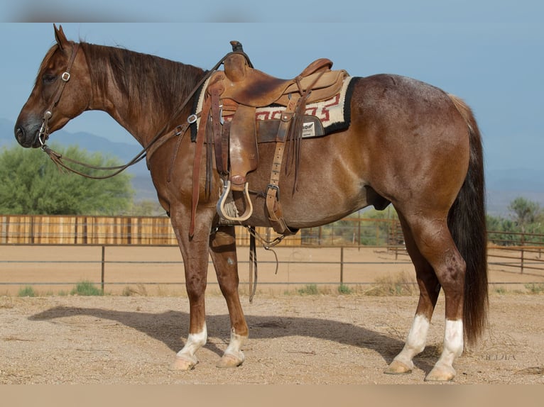 Caballo cuarto de milla Caballo castrado 5 años Ruano alazán in Cave Creek