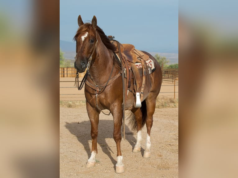 Caballo cuarto de milla Caballo castrado 5 años Ruano alazán in Cave Creek
