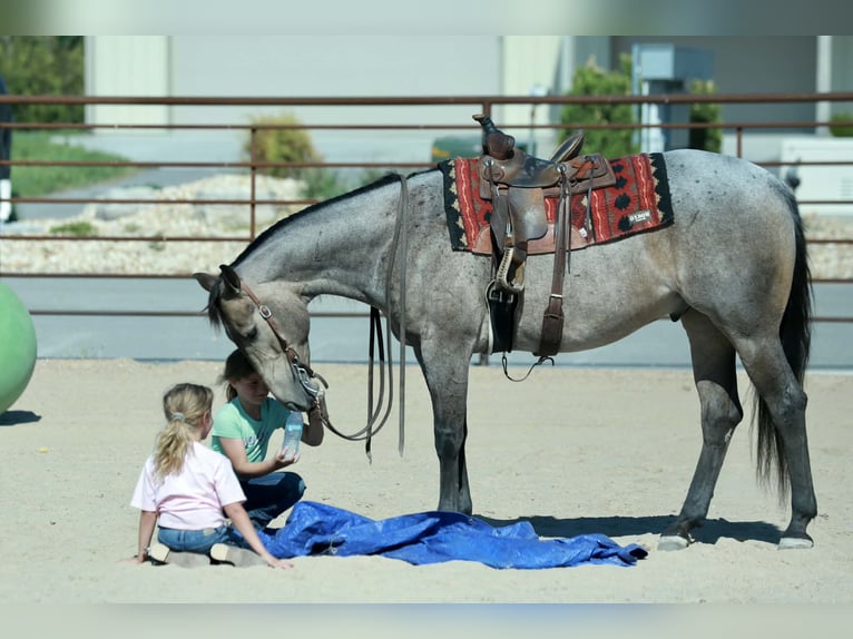 Caballo cuarto de milla Caballo castrado 5 años Ruano azulado in Mount Vernon