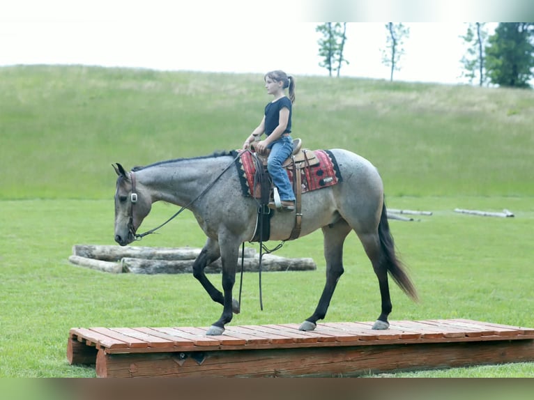 Caballo cuarto de milla Caballo castrado 5 años Ruano azulado in Mount Vernon