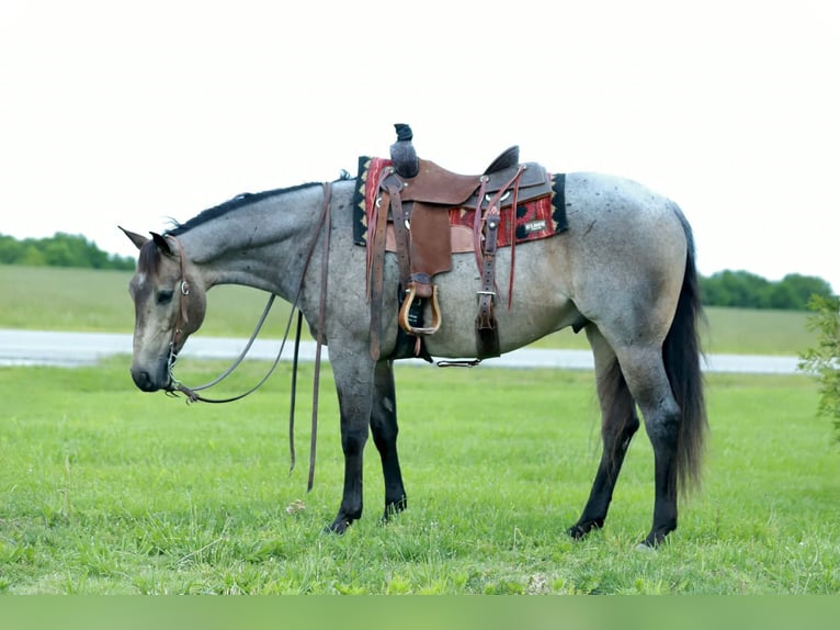 Caballo cuarto de milla Caballo castrado 5 años Ruano azulado in Mount Vernon