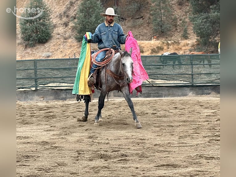 Caballo cuarto de milla Caballo castrado 5 años Tordo in Tres Pinos