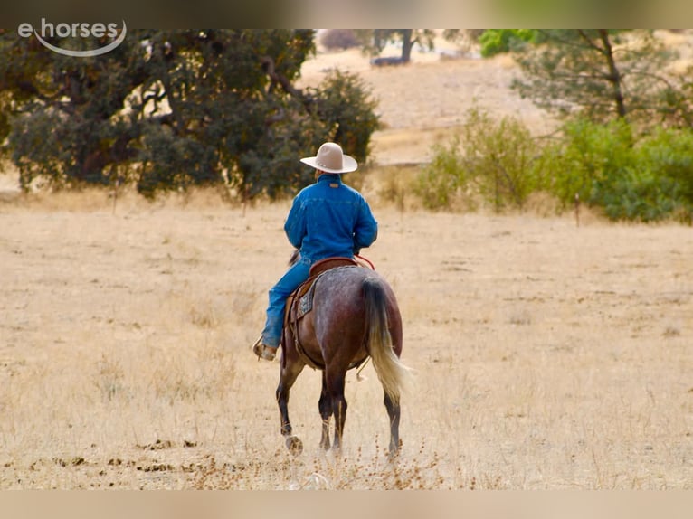 Caballo cuarto de milla Caballo castrado 5 años Tordo in Tres Pinos