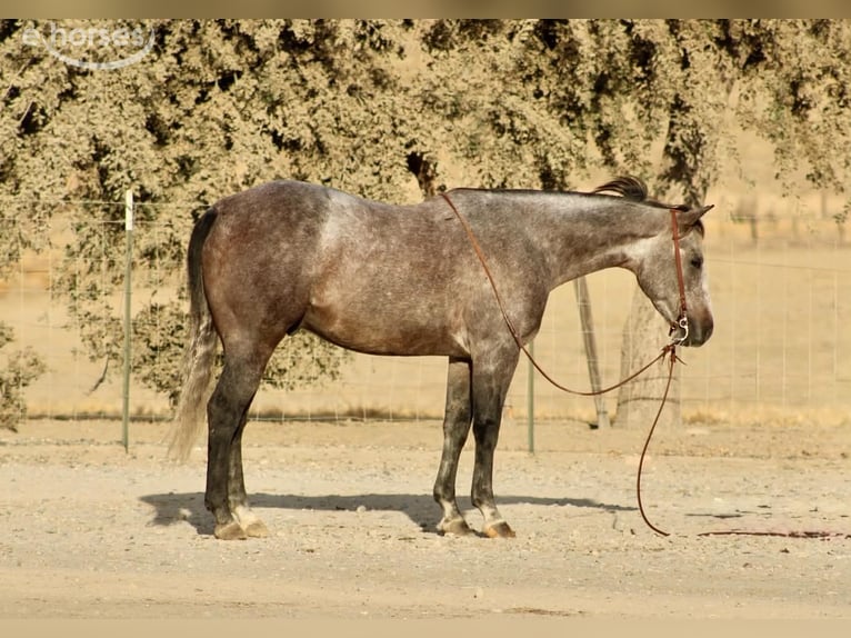 Caballo cuarto de milla Caballo castrado 5 años Tordo in Tres Pinos