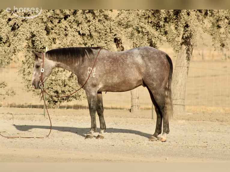 Caballo cuarto de milla Caballo castrado 5 años Tordo in Tres Pinos