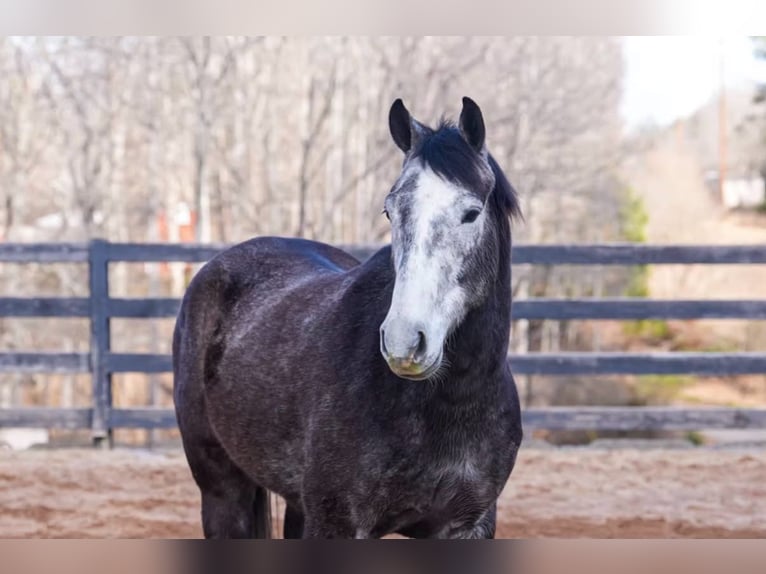 Caballo cuarto de milla Caballo castrado 5 años Tordo in Clover