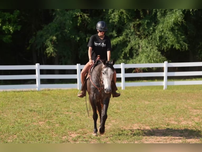 Caballo cuarto de milla Caballo castrado 5 años Tordo in Clover