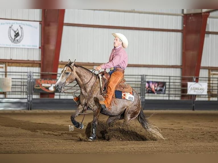 Caballo cuarto de milla Caballo castrado 5 años Tordo in Buffalo