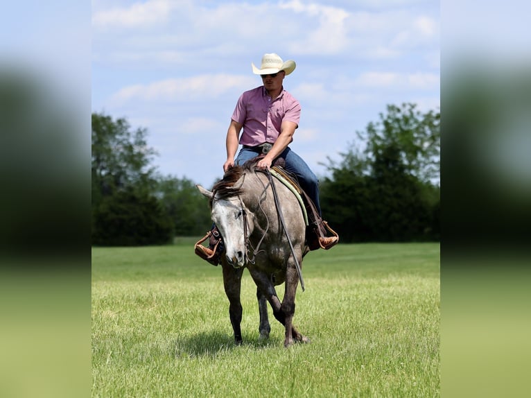 Caballo cuarto de milla Caballo castrado 5 años Tordo in Buffalo