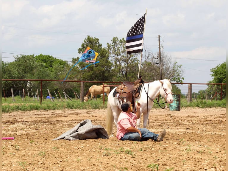 Caballo cuarto de milla Caballo castrado 6 años 132 cm Overo-todas las-capas in Stepheville TX