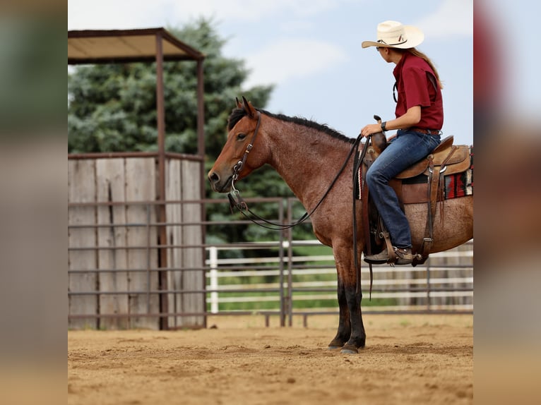 Caballo cuarto de milla Caballo castrado 6 años 137 cm Castaño-ruano in Kingsley, IA