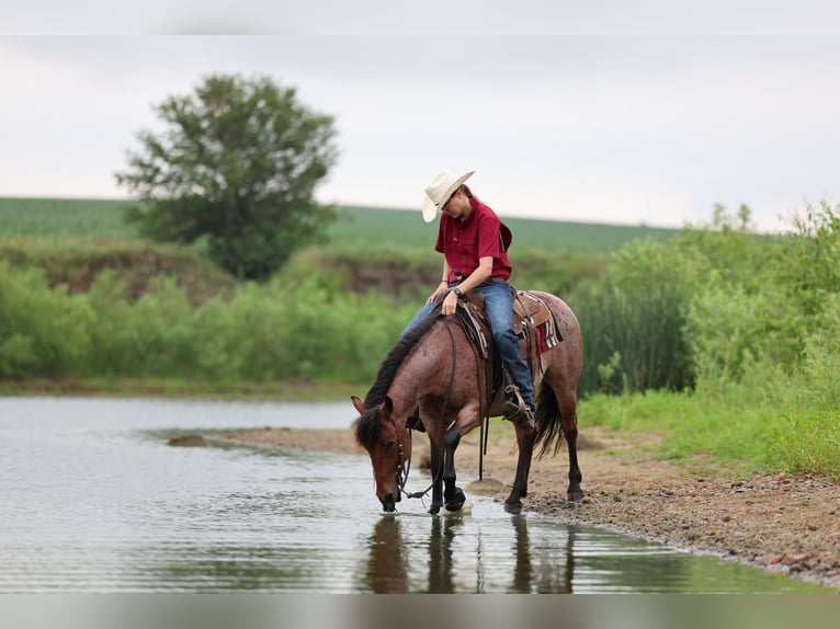 Caballo cuarto de milla Caballo castrado 6 años 137 cm Castaño-ruano in Kingsley, IA