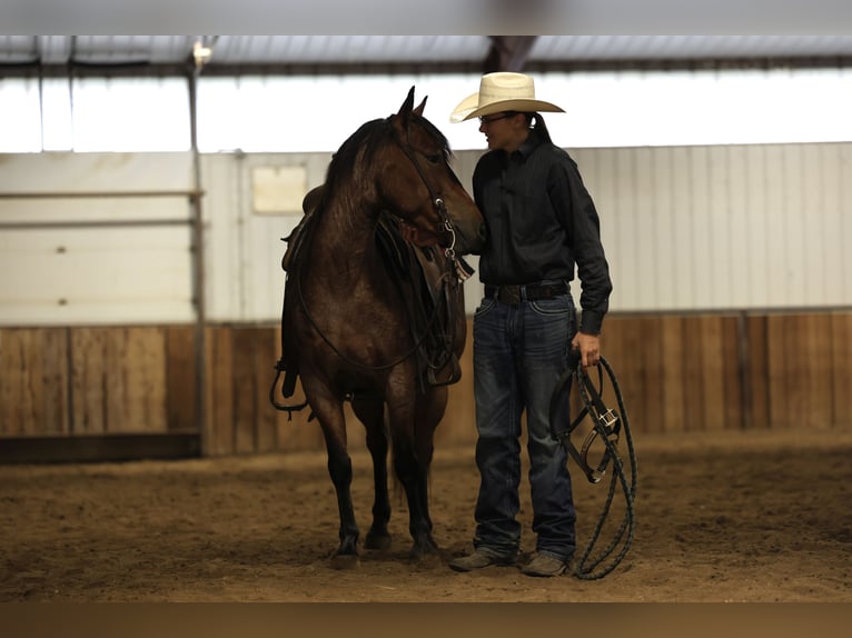 Caballo cuarto de milla Caballo castrado 6 años 137 cm Castaño-ruano in Kingsley, IA