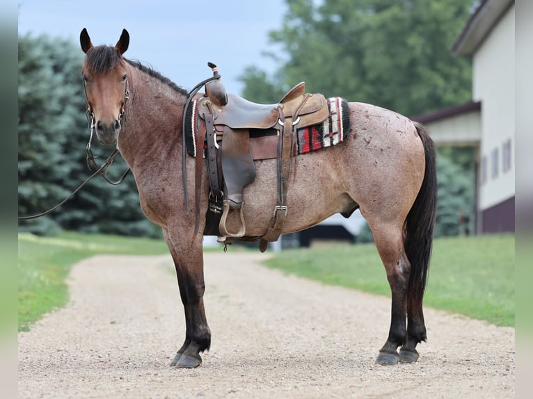 Caballo cuarto de milla Caballo castrado 6 años 137 cm Castaño-ruano in Kingsley, IA