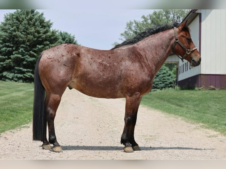 Caballo cuarto de milla Caballo castrado 6 años 137 cm Castaño-ruano in Kingsley, IA