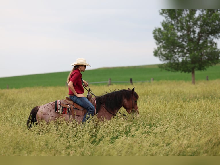 Caballo cuarto de milla Caballo castrado 6 años 137 cm Castaño-ruano in Kingsley, IA