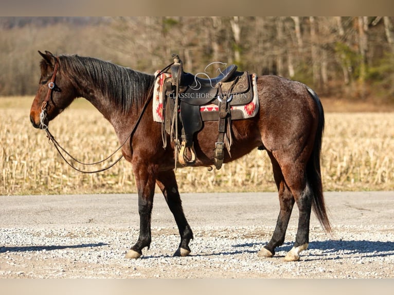 Caballo cuarto de milla Caballo castrado 6 años 142 cm in SOMERSET, KY