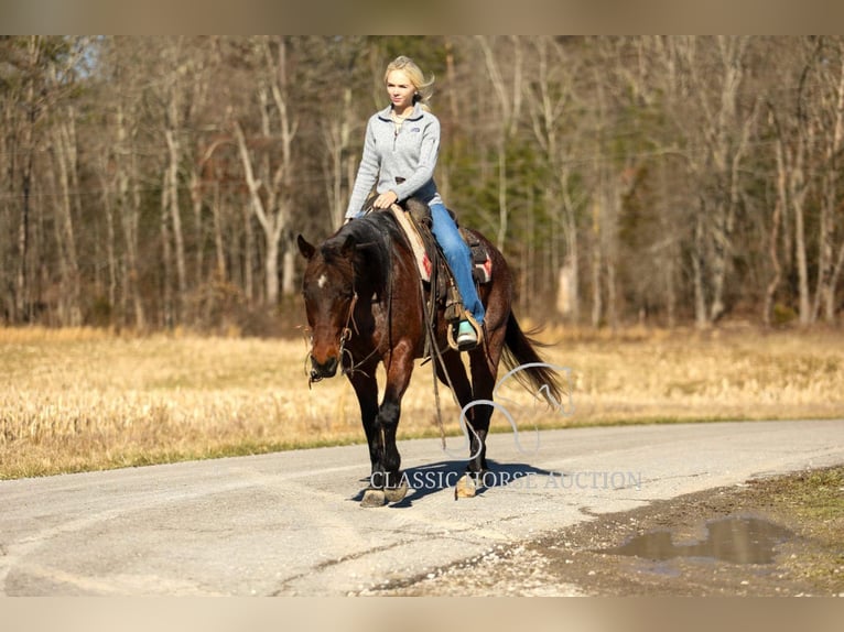 Caballo cuarto de milla Caballo castrado 6 años 142 cm in SOMERSET, KY