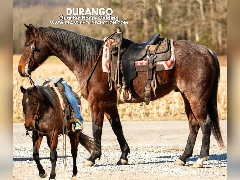 Caballo cuarto de milla Caballo castrado 6 años 142 cm in SOMERSET, KY