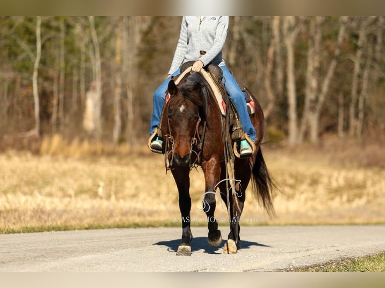 Caballo cuarto de milla Caballo castrado 6 años 142 cm in SOMERSET, KY