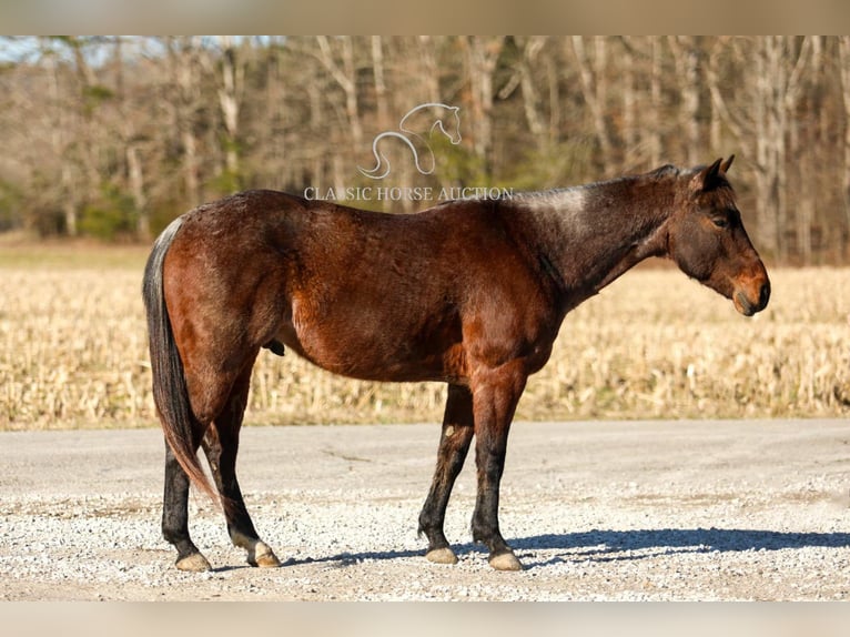 Caballo cuarto de milla Caballo castrado 6 años 142 cm in SOMERSET, KY