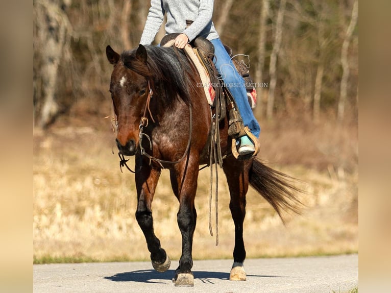 Caballo cuarto de milla Caballo castrado 6 años 142 cm in SOMERSET, KY