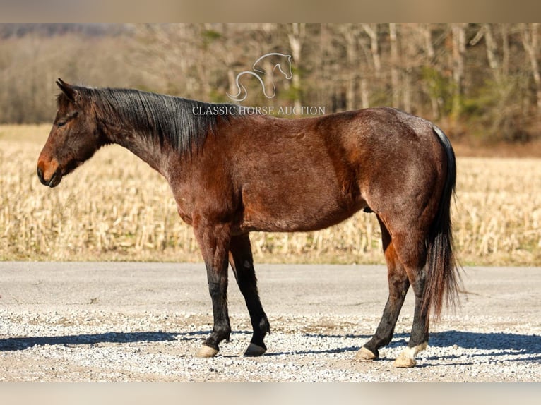 Caballo cuarto de milla Caballo castrado 6 años 142 cm in SOMERSET, KY