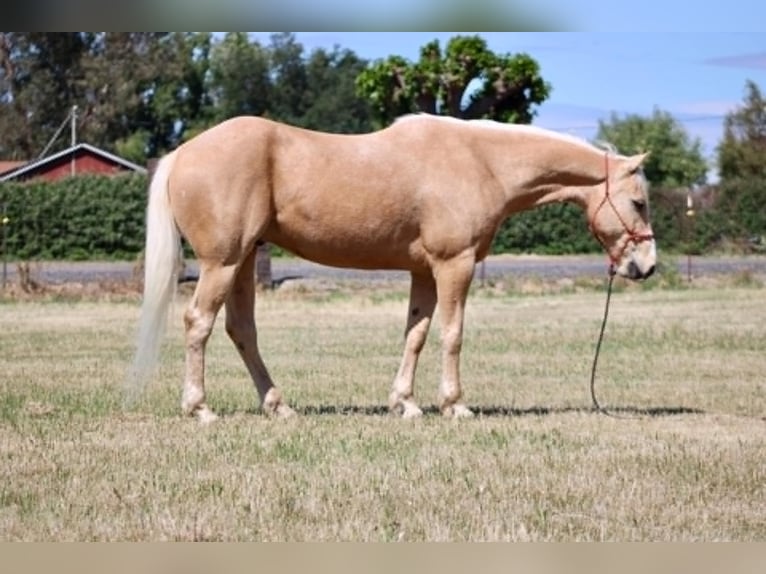 Caballo cuarto de milla Caballo castrado 6 años 142 cm Palomino in Atwater