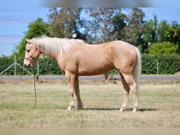 Caballo cuarto de milla Caballo castrado 6 años 142 cm Palomino in Atwater