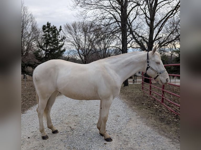 Caballo cuarto de milla Caballo castrado 6 años 142 cm White/Blanco in Wellington