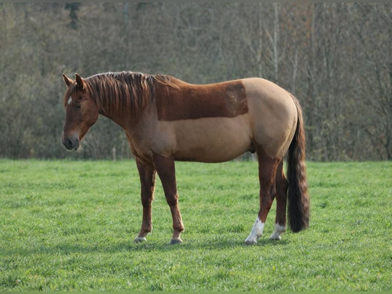 Caballo cuarto de milla Caballo castrado 6 años 144 cm Alazán in Alterkülz
