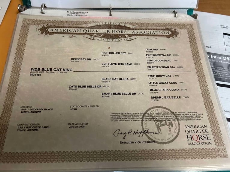 Caballo cuarto de milla Caballo castrado 6 años 145 cm Castaño rojizo in Scottsdale AZ