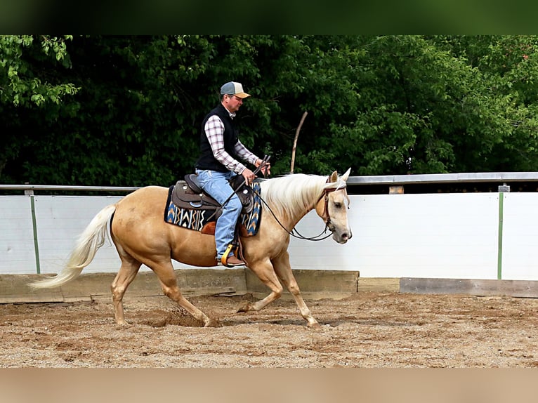 Caballo cuarto de milla Caballo castrado 6 años 145 cm Palomino in Ehingen
