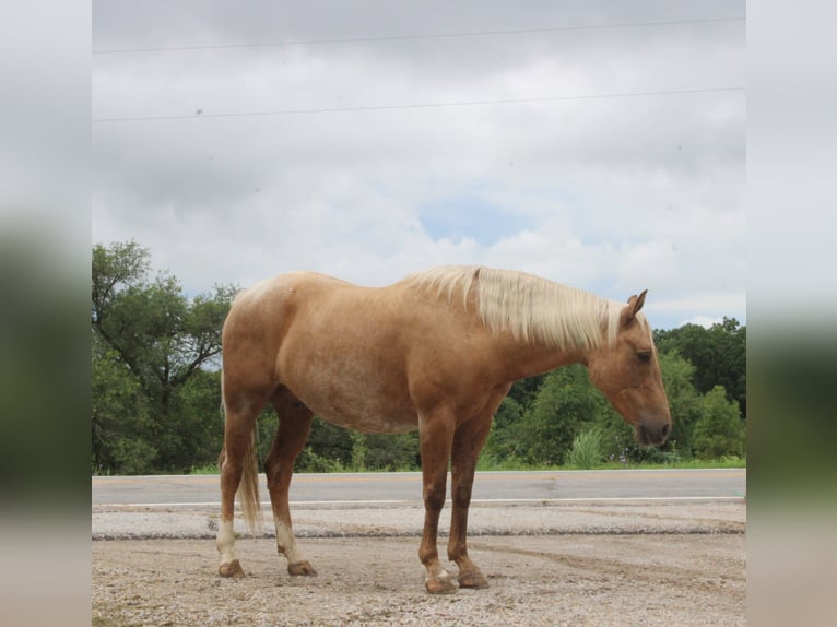 Caballo cuarto de milla Caballo castrado 6 años 145 cm Palomino in Princeton, MO