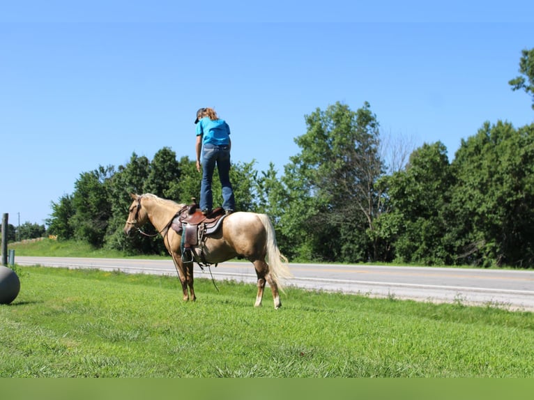 Caballo cuarto de milla Caballo castrado 6 años 145 cm Palomino in Princeton, MO