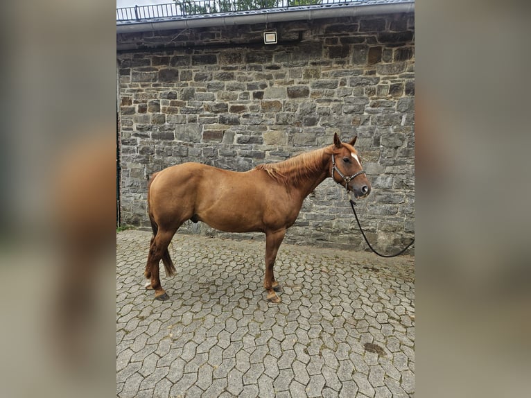 Caballo cuarto de milla Caballo castrado 6 años 146 cm Alazán in Reichshof Caballo cuarto de milla Caballo castrado 6 años 146 cm Alazán in Reichshof