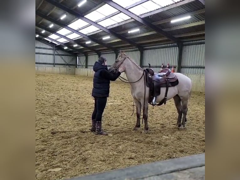 Caballo cuarto de milla Caballo castrado 6 años 146 cm Ruano alazán in Schinveld