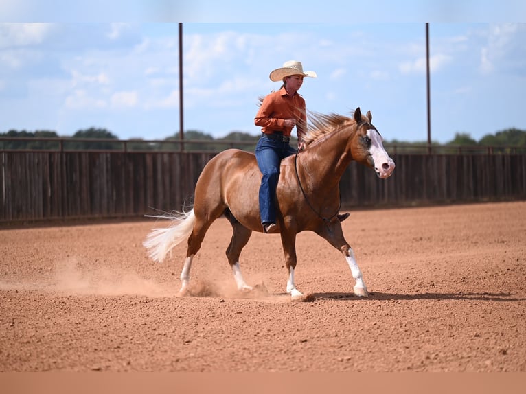 Caballo cuarto de milla Mestizo Caballo castrado 6 años 147 cm Alazán rojizo in Waco