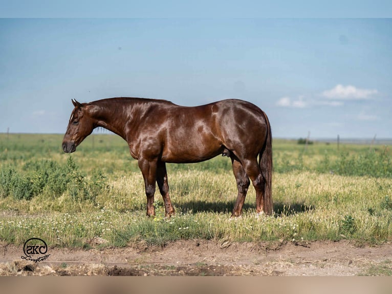 Caballo cuarto de milla Caballo castrado 6 años 147 cm Alazán-tostado in Canyon, TX