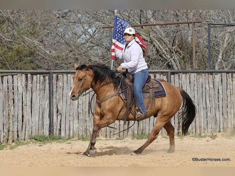Caballo cuarto de milla Caballo castrado 6 años 147 cm Bayo in Weatherford TX