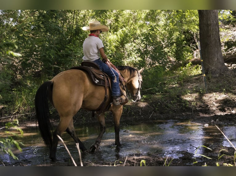 Caballo cuarto de milla Caballo castrado 6 años 147 cm Buckskin/Bayo in Caldwell, ID