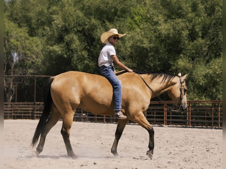 Caballo cuarto de milla Caballo castrado 6 años 147 cm Buckskin/Bayo in Caldwell, ID
