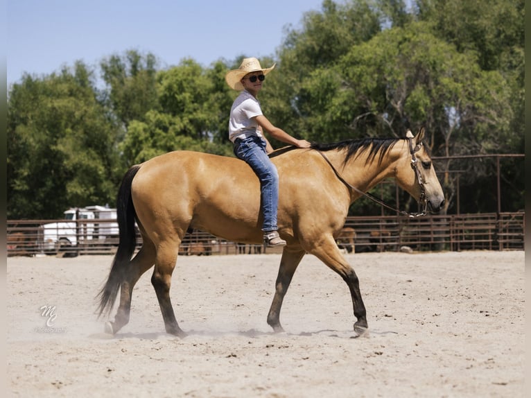 Caballo cuarto de milla Caballo castrado 6 años 147 cm Buckskin/Bayo in Caldwell, ID